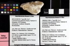 Foto (Objket + Etiketten) von Culmenformosa glaessneri (Robins, Feldmann & Schweitzer, 2013) 